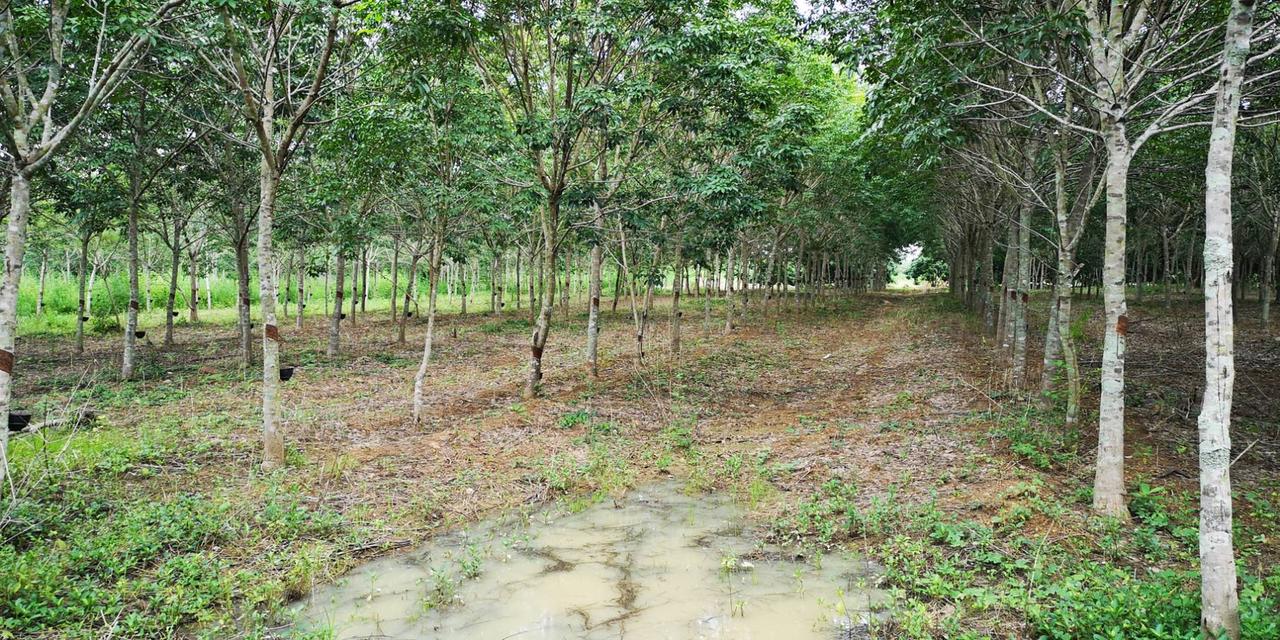 ขายสวนลำไย ยางพารา 136ไร่ สอยดาว จันทบุรี 4