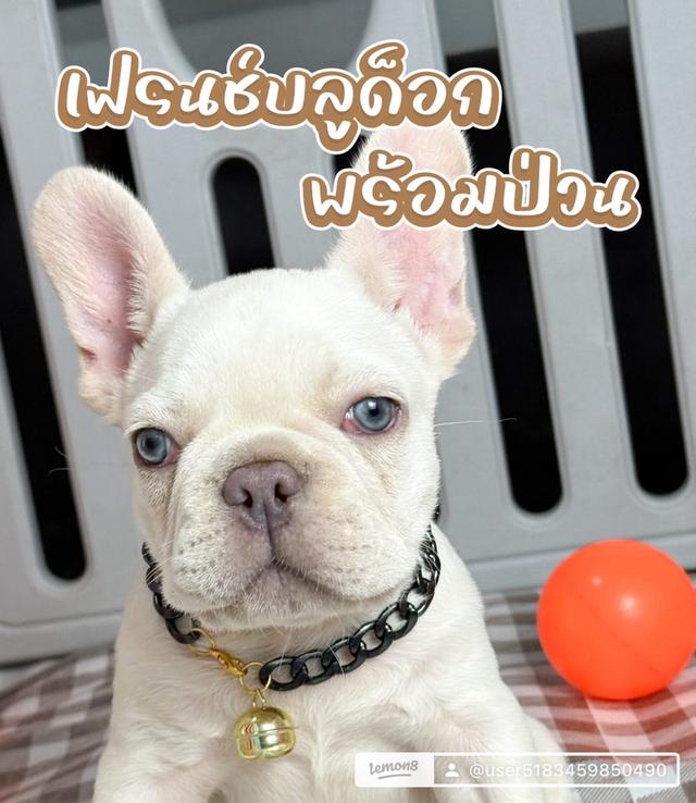 เฟรนช์บลูด็อกแท้