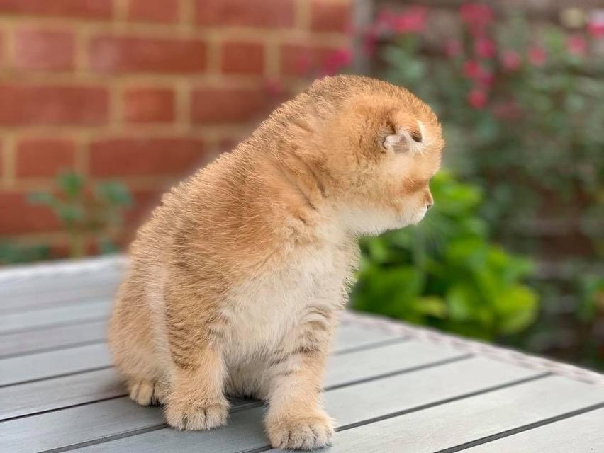 Scottish Fold Kittens WhatsApp me : +66 63 826 3042 รูปที่ 6