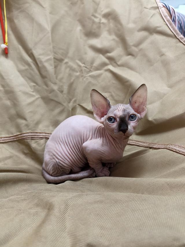 ดญ.สฟิงซ์ขาสั้นsphynx รูปที่ 5