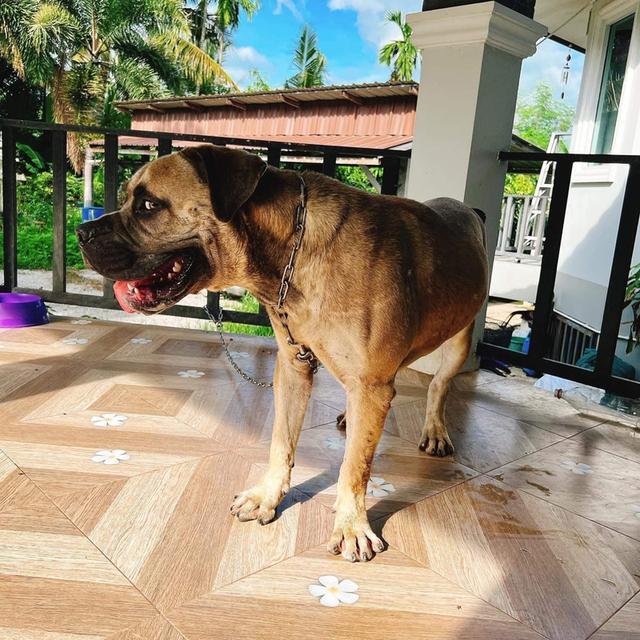 พ่อพันธุ์ Bullmastiff 5