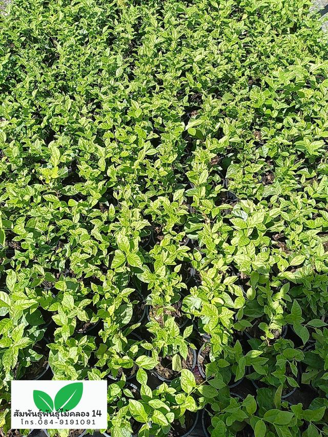 มะลิลา ต้นมะลิลา