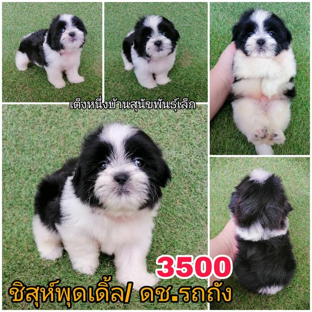 ชิสุห์พุดเดิ้ล ช.