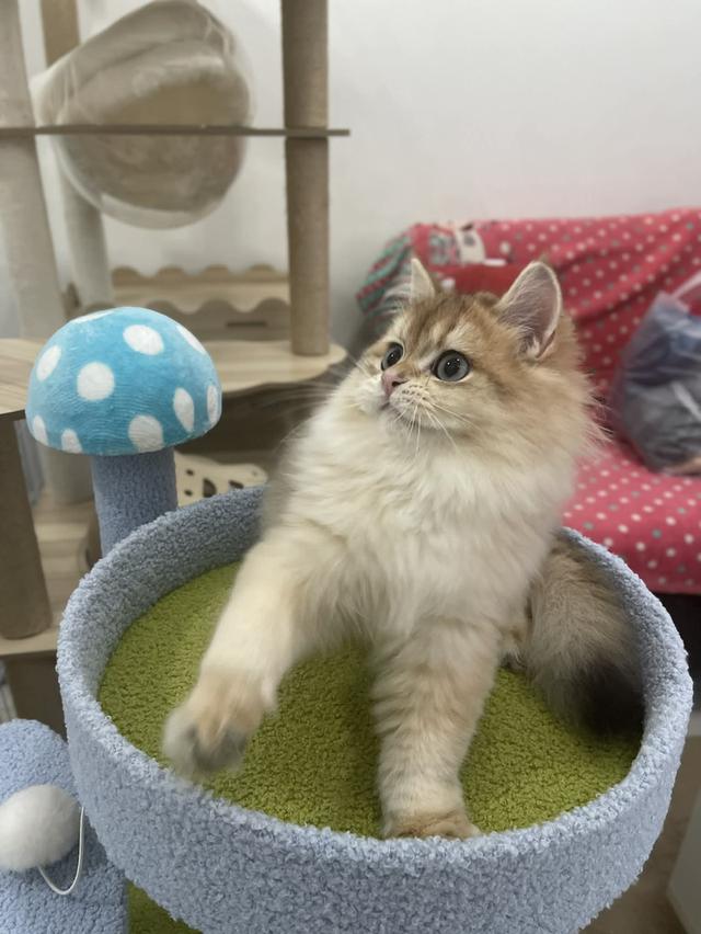 British Longhair พร้อมใบ WCF