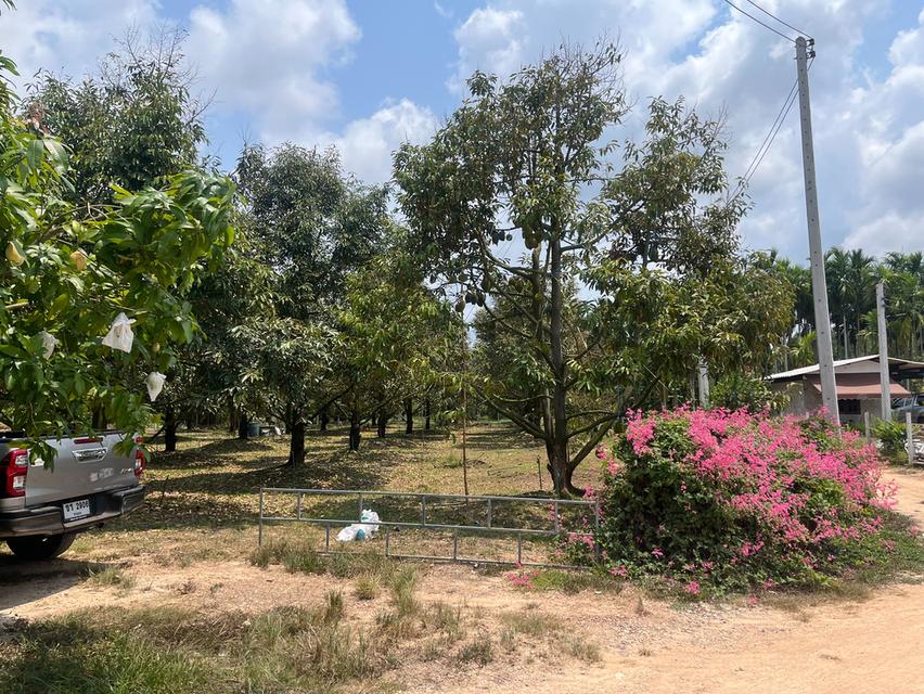ขายที่ดินสวนทุเรียน อ.แกลง ระยอง ขนาด 1 ไร่ 2 งาน 40 ตร.ว. ต้นทุเรียน 9 ปี ประมาณ  50 ต้น 14