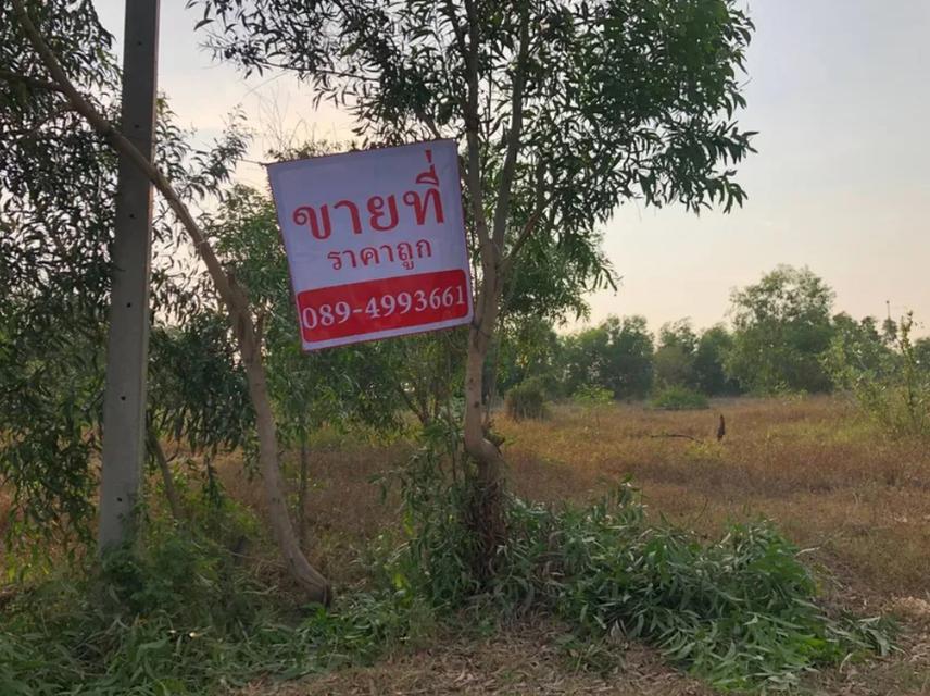 ขายที่ดิน บางคล้า ฉะเชิงเทรา มี 2 แปลง ติดกัน