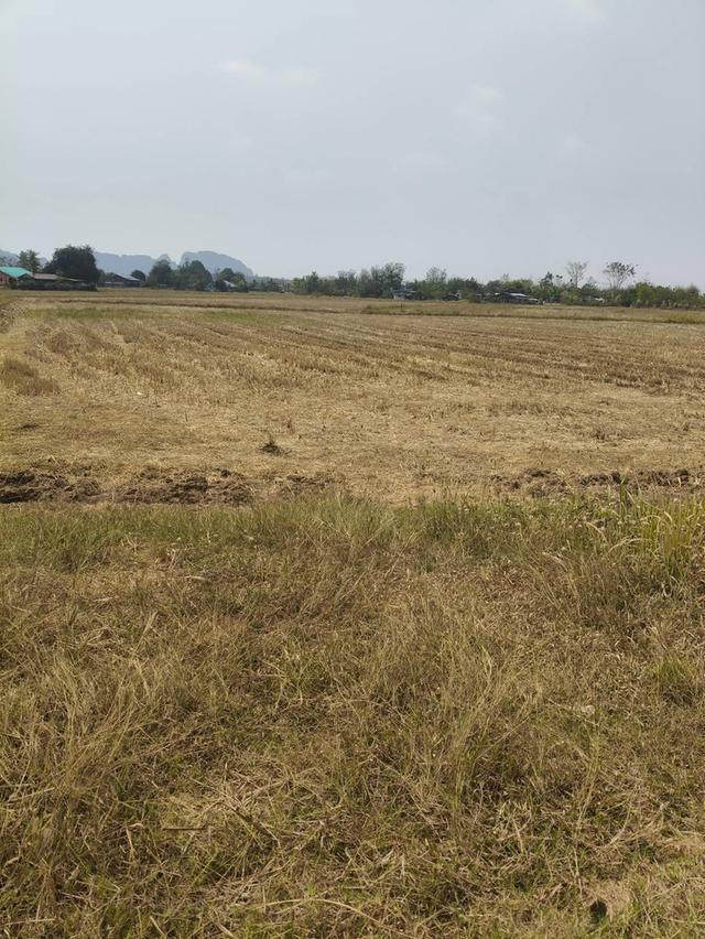 ที่เปล่า อ.ปากท่อ จ.ราชบุรี 4