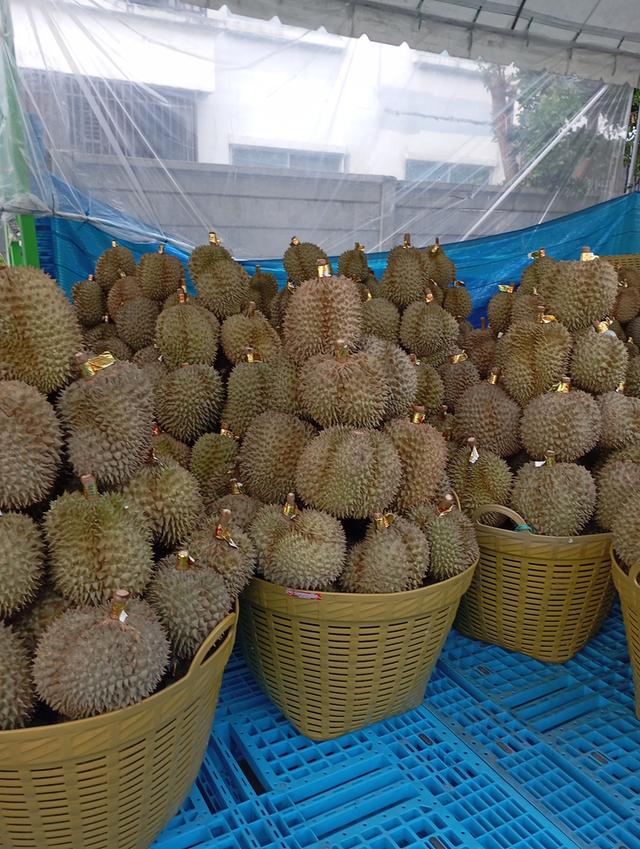 ทุเรียนหมอนทองเป็นลูกรับประกันเนื่อ