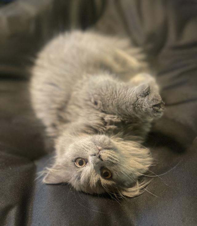 แมวมีคิ้วสายฮา-ลูกผสม(เด็กชาย3เดือน) พร้อมย้ายบ้าน