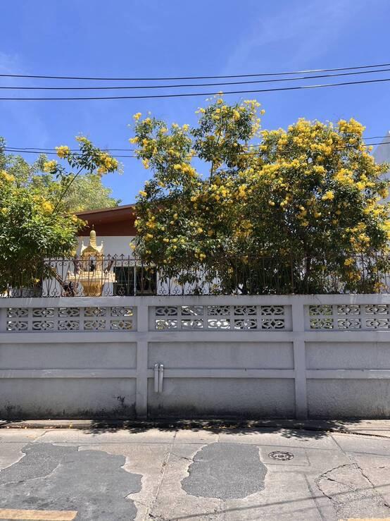 ขายที่ดิน 177 ตรว ขายตารางวาละ 350000 สุขุมวิท 65 ซอยชัยพฤกษ์ โทร 0816669559 2