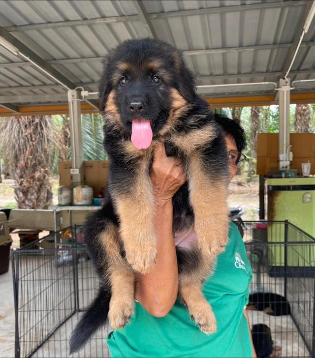 German Shepherd Puppies WhatsApp me : +66 63 826 3042