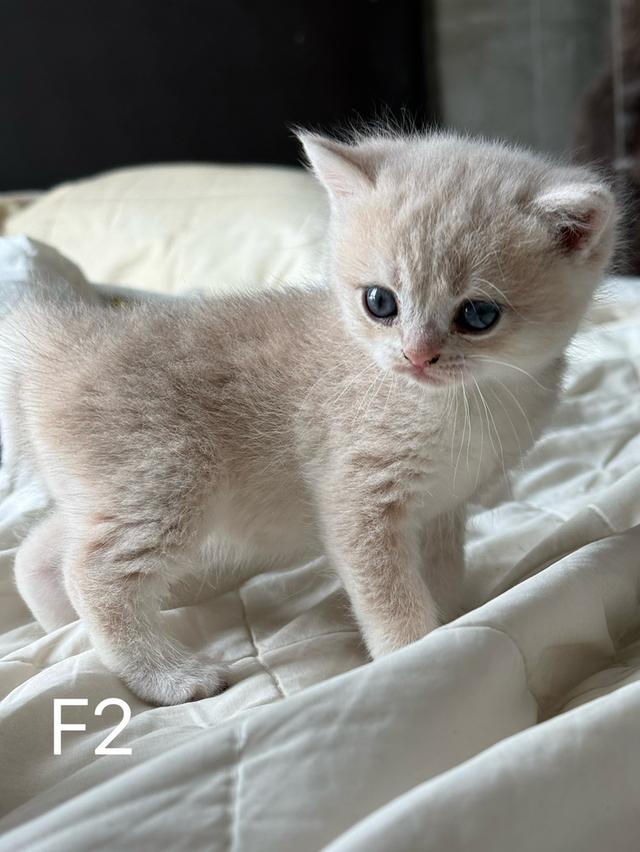 British Shorthair ay รูปย่อยที่ 3