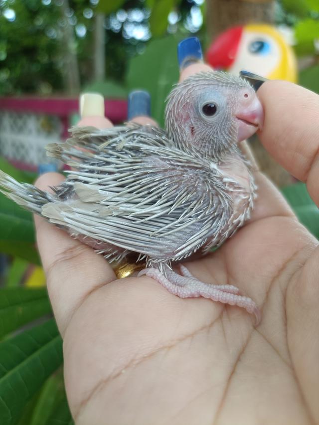 นกแก้วฟอพัส 3