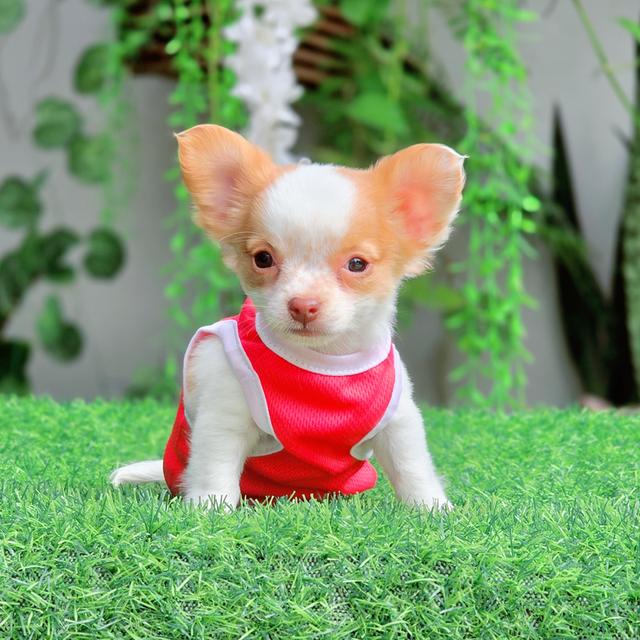Chihuahuaแท้ไซส์เล็กพร้อมย้ายบ้านมีบริการส่ง