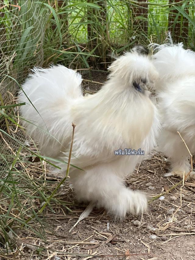 ไก่ซิลกี้ Silkie (ตัวผู้) 2
