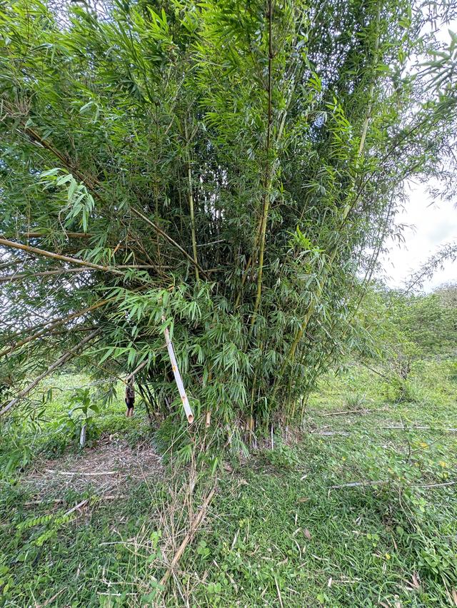 ที่ดินแถวอำเภอช้างกลาง จังหวัดนครศรีธรรมราช 10