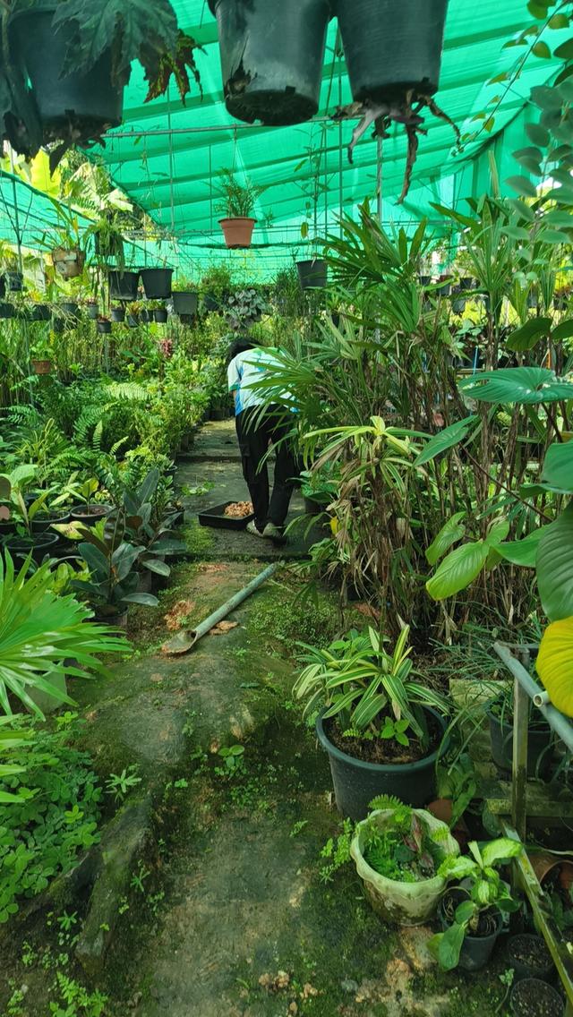 ที่ดินพร้อนร้านไม้ดอกไม้ประดับมีบ้านในที่ดิน 7