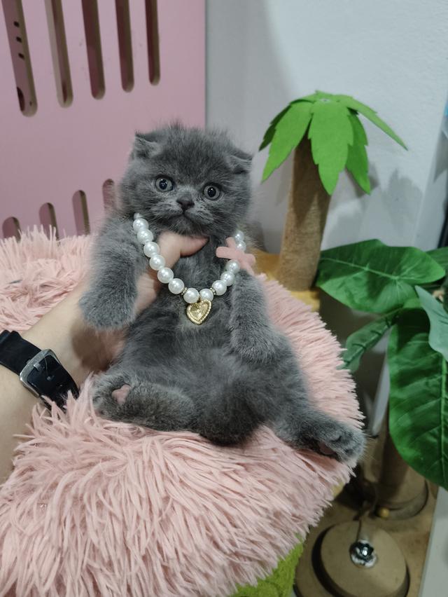 ❌❌ปิดการขาย❌❌เด็กชายหาบ้าน 💒🏡 สีบลูเข้ม😻😻