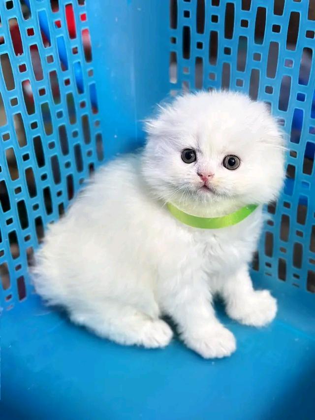 น้องแมวสีขาวนวล สก็อตติชโฟลด์