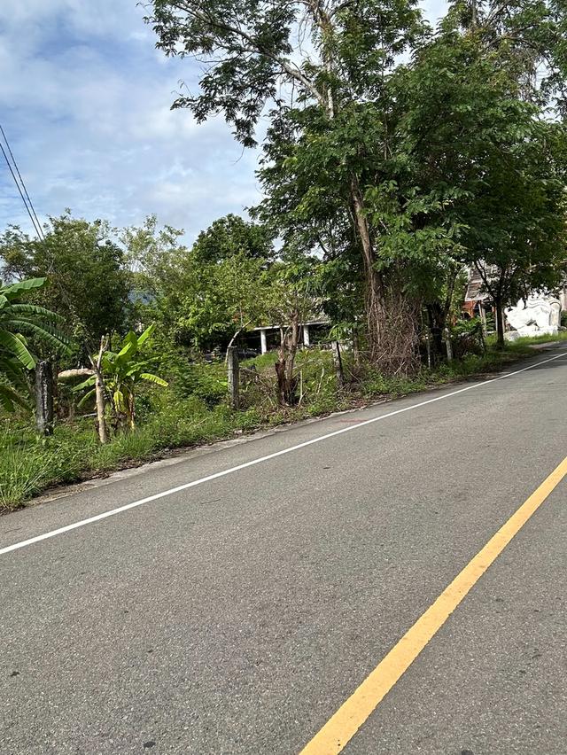 ที่นาวิวสวยไปแถวจอมทอง ติดถนน 2 ด้าน ขายเพียงไร่ละ 350,000 บาท ตารางวาละ 875 บาท 7