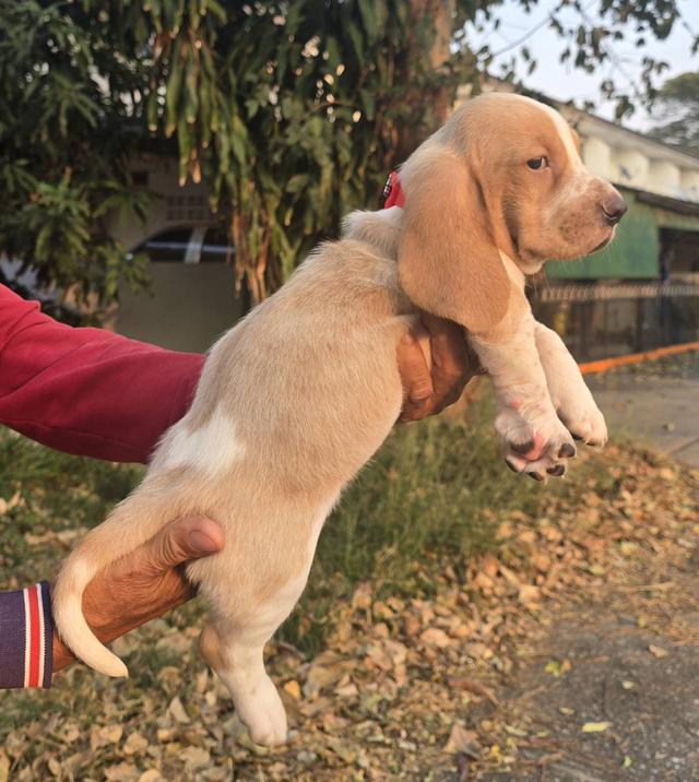 บาสเซ็ตฮาว์ดใบเพ็ดสมาคมพัฒนาพันธุ์สุนัข รูปที่ 11