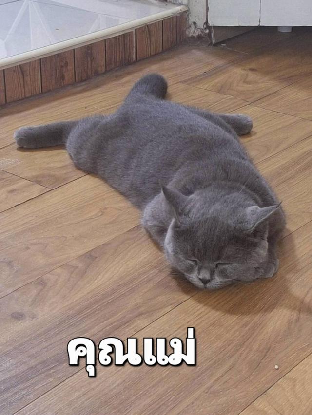 ลูกแมว บริติช ช็อตแฮร์ สีบลู รูปที่ 6