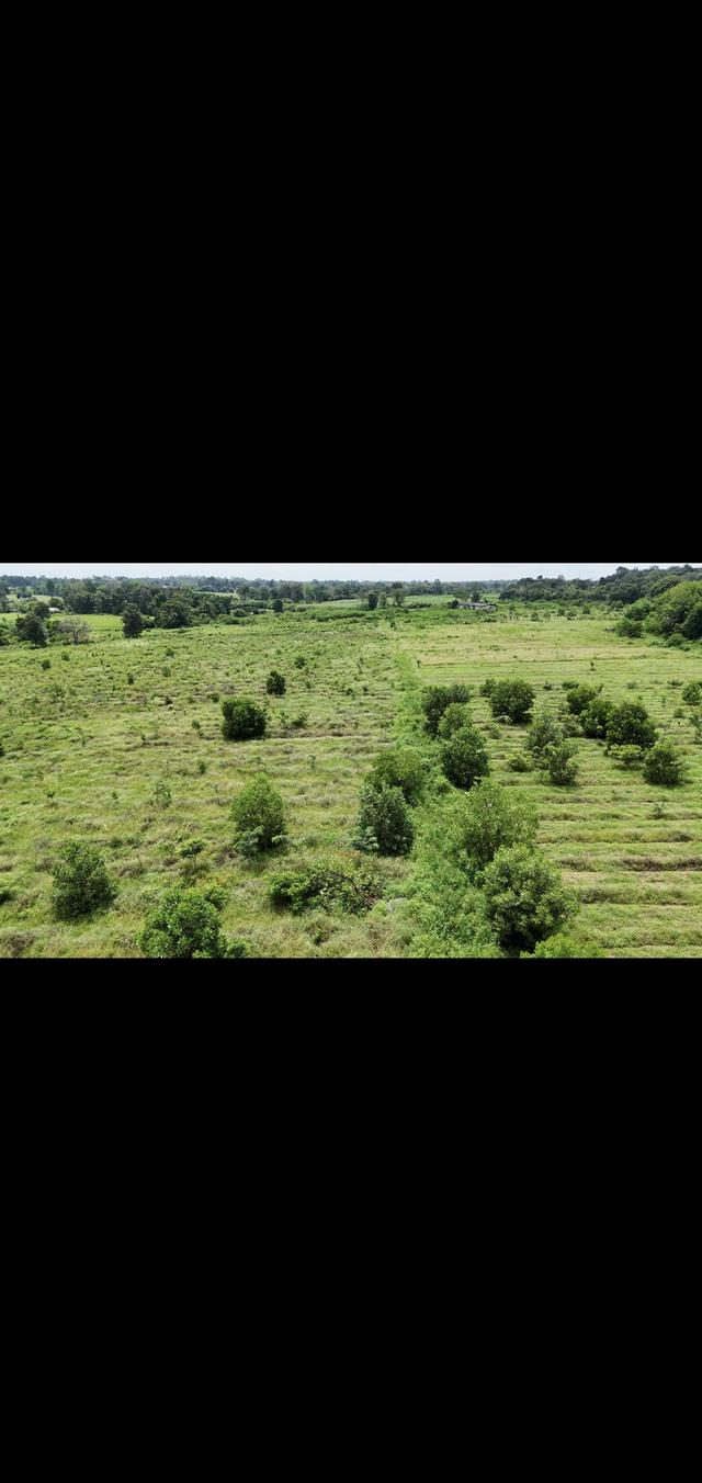 ขายที่ดินแปลงใหญ่อุดร100ไร่ 4