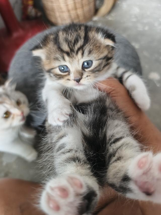 ลูกแมวสก็อตติช เด็กชายเด็กหญิง