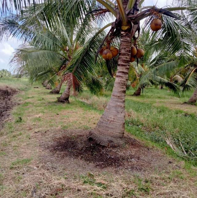ขายที่ดิน สวนมะพร้าว  12-2-7.9 ไร่ อ.ปากพนัง จ.นครศรีธรรมราช *เก็บผลผลิตได้เลย* 6