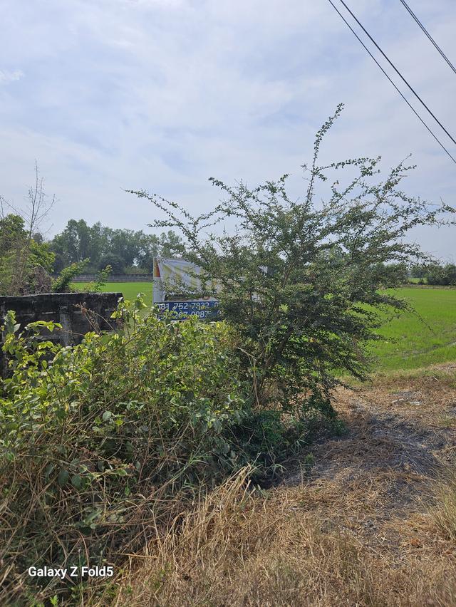 ขายที่ดินสำหรับปลูกบ้านที่ตำบลบ้านแป้งใกล้พระราชวังบางปะอินจังหวัดพระนครศรีอยุธยา 1