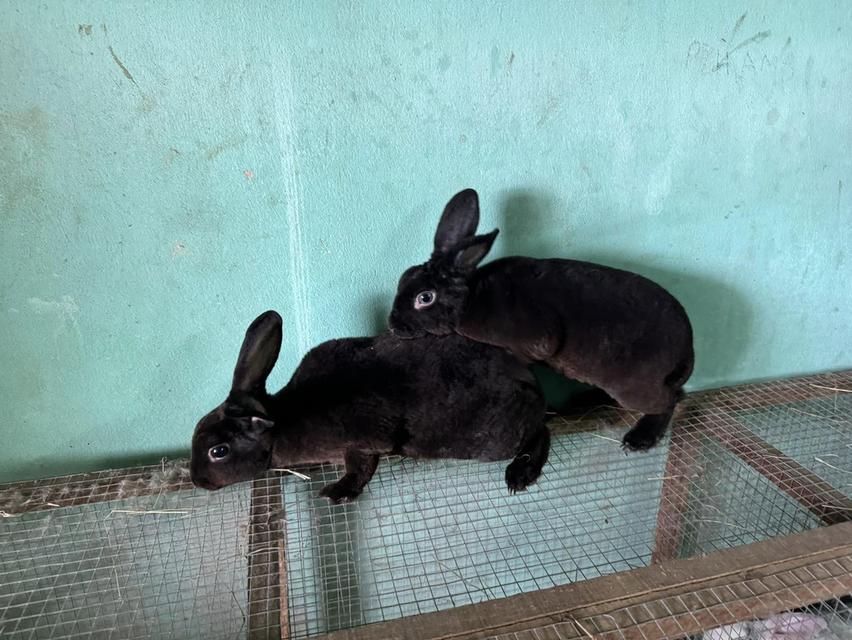 Mini Rex หนุ่มน้อย ขี้อ้อน 3