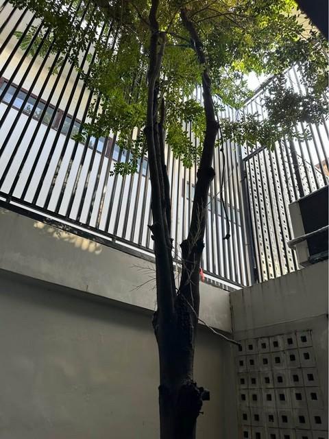 T26-983 ขาย บ้าน โฮมออฟฟิศขนาดใหญ่ 2–3 ชั้น 75 ตรว. ซอยรุ่งเรือง ใจกลางรัชดา–สุทธิสาร กรุงเทพ ห้วยขวาง ใกล้กับ เดินถึง M 4