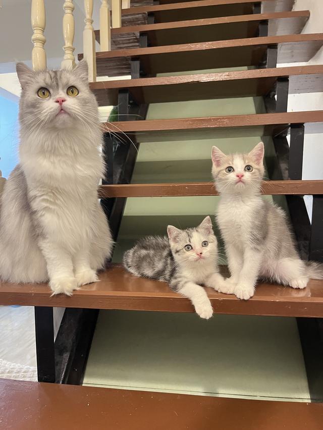 แมวสก๊อตติชโฟแท้   เด็กเด็กน่ารักมาก 6