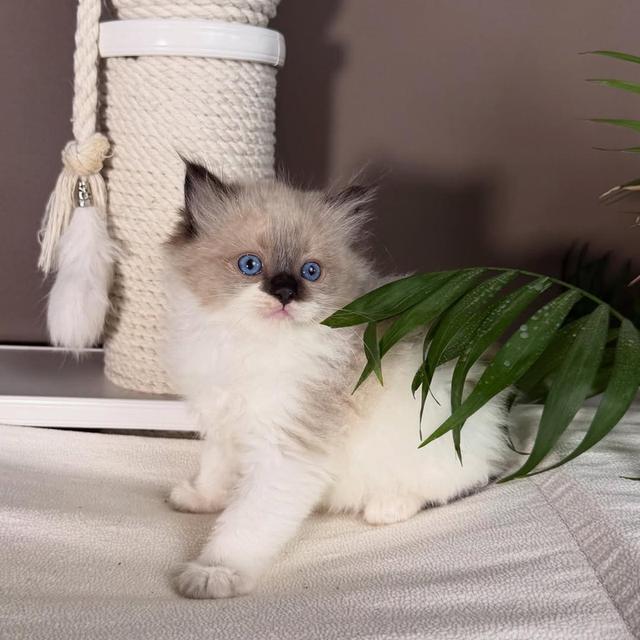 Ragdoll kittens | WhatsApp me : +66 63 826 3042 รูปที่ 3