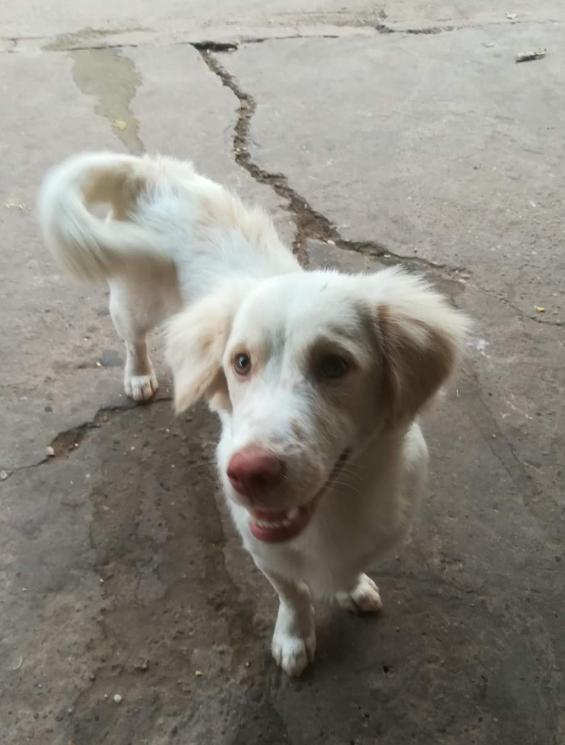 White Golden Retriever หมาน้อยจมูกชมพู 3