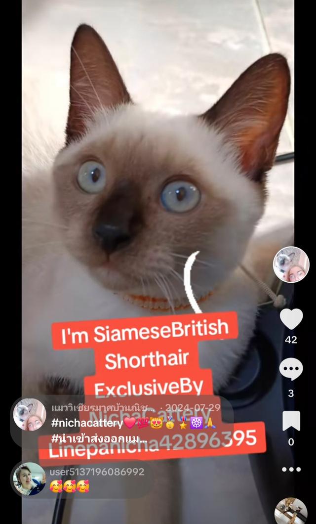 Siamese British Cat "แมววิเชียรมาศบริติชช็อตแฮร์" 4