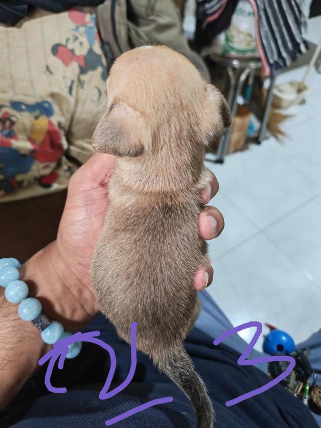 ขายลูกชิวาวา (ลูกหมาเลี้ยงบ้าน) 7