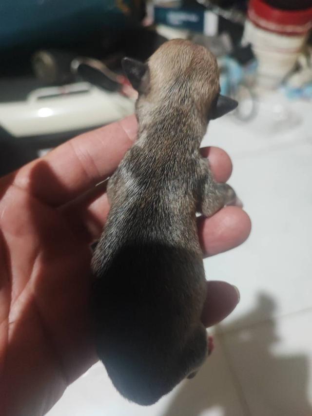 ขายลูกสุนัขชิวาวา (สุนัขเลี้ยงบ้าน) 2