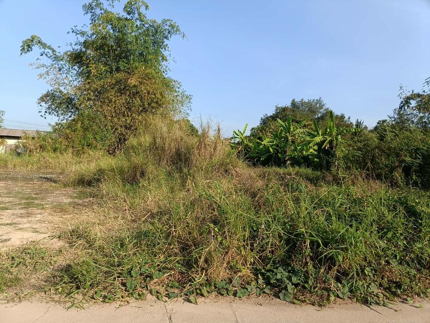 ที่ดินในเขตเทศบาลวัดโบสถ์ อำเภอวัดโบสถ์ จังหวัดพิษณุโลก 12