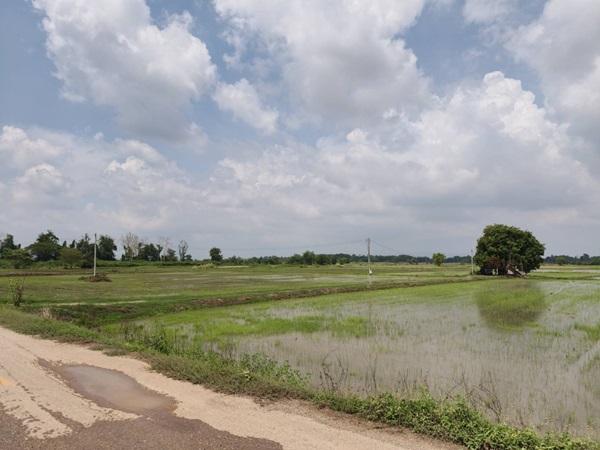 ขายที่ดิน ที่นา พิษณุโลก อำเภอวังทอง 19 ไร่ สวยมาก วิวนาสวย อากาศดี เงียบสงบ โทร 063-2825635 3