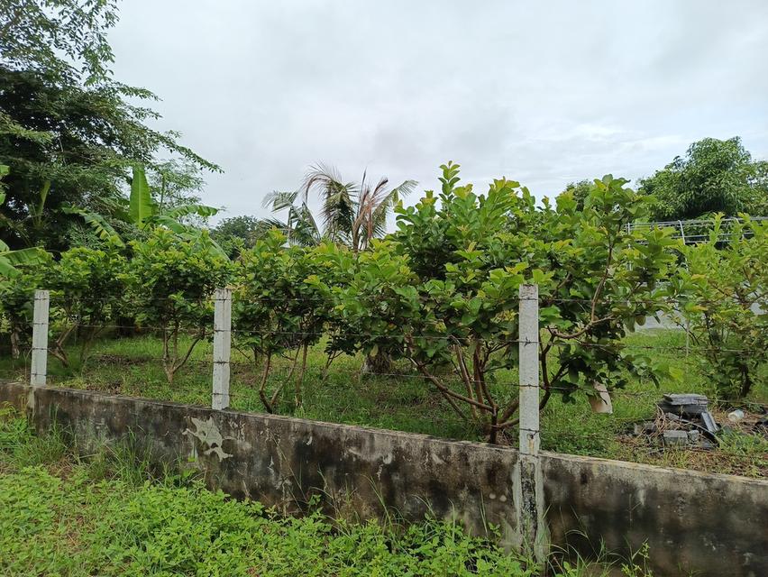 ขายที่ดิน 5