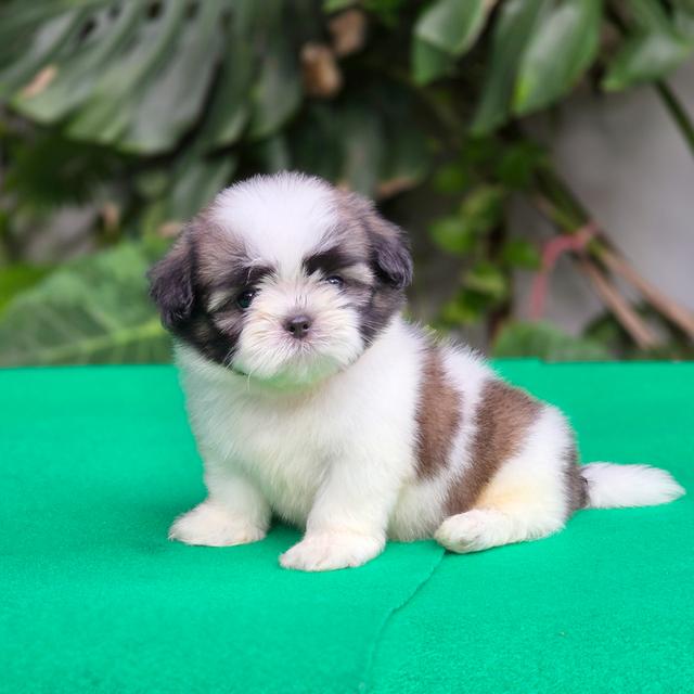 น้องจอมทัพ ชิสุแท้หนุ่มหล่อพร้อมย้ายบ้าน