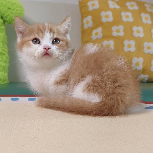 แมวมันช์กิ้น Munchkin short leg Oscat cattery chiangmai รูปย่อยที่ 3