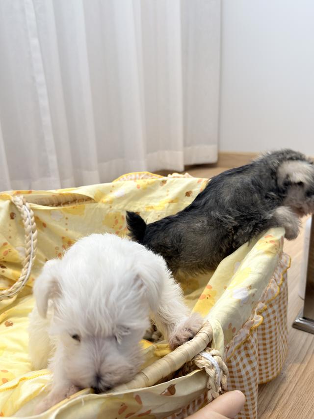 ลูกสุนัข miniature schnauzer เพศเมีย สีขาว 9