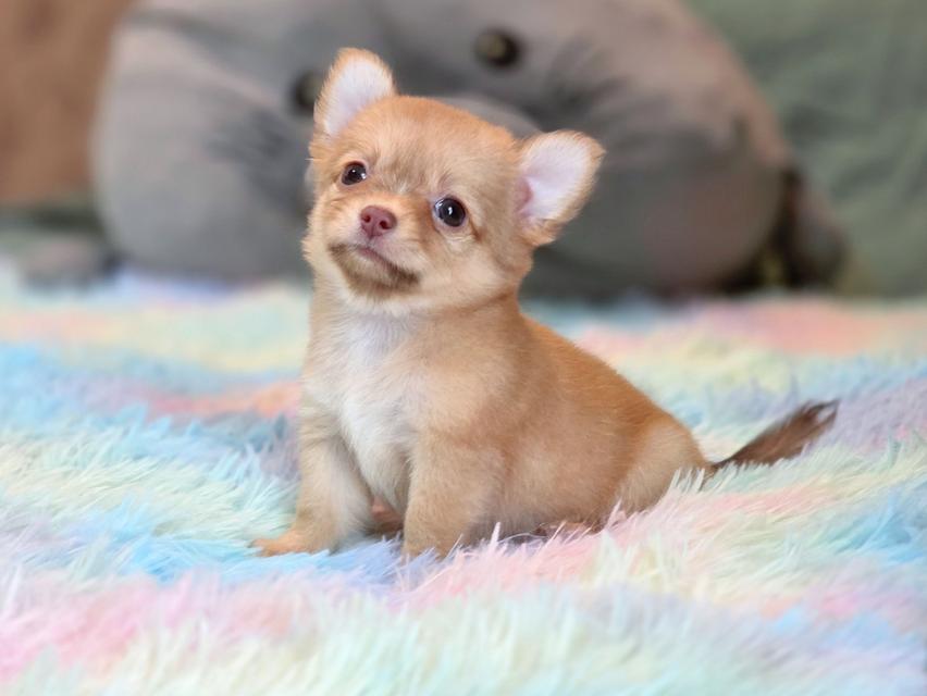 ชิวาวาแท้ขนยาว เพศเมีย รูปที่ 9