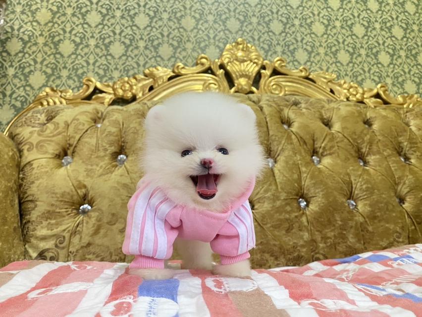 ลูกปอมเมอเรเนียนแท้ สดใส น่ารัก ขี้เล่น ยิ้มเก่งมากก