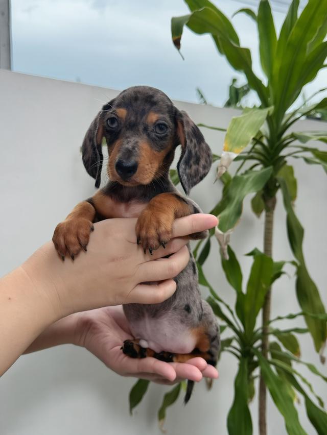 เปิดจอง ลูกสุนัข มินิ ดัชชุน  6