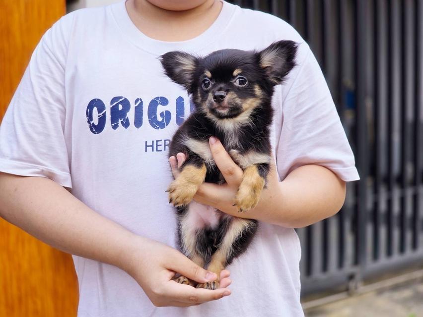 ชิวาวาแท้ขนยาว สีแบล็คแทน ผู้ พร้อมย้ายบ้าน