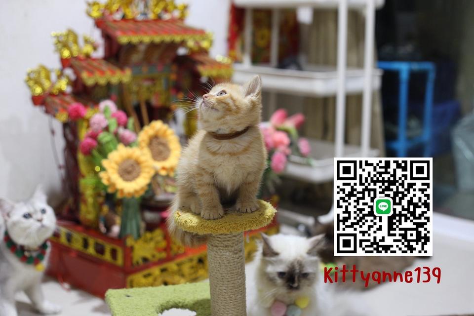 ลูกแมวบริติชช็อตแฮร์ผสมสก็อตติชช็อตแฮร์