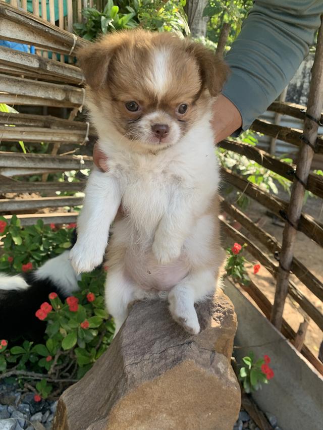 น้องกระรอก 3